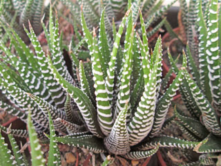 Haworthia attenuata  var. caespitosa   - Pot  6 cm