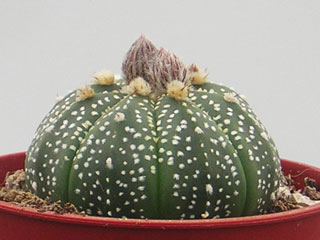 Astrophytum 'Ascap' (asterias x capricorne)   - Pot  5 cm