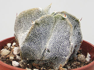 Astrophytum 'Myor' (myriostigma x ornatum)   - Pot  8 cm
