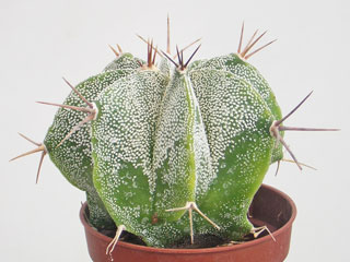 Astrophytum 'Ormy' (ornatum X myriostigma)   - Pot  5 cm