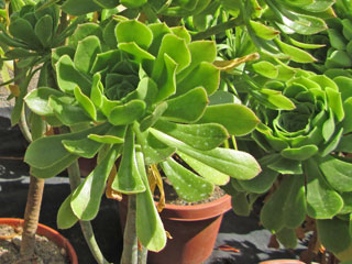 Aeonium arboreum   - Pot 10 cm