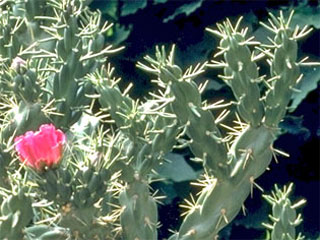 Cylindropuntia imbricata