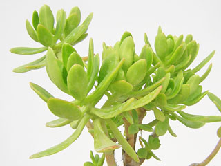 Sedum praealtum (=S. dendroideum ssp. praealtum)   - Pot  6 cm