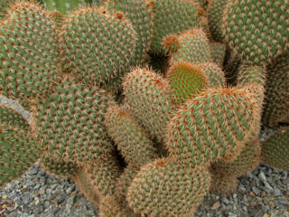 Opuntia pycnantha   - Pot 10 cm