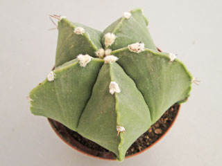 Astrophytum 'Myor' fma. nudum   - Pot  8 cm