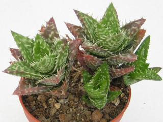 Aloe juvenna   - Pot  6 cm