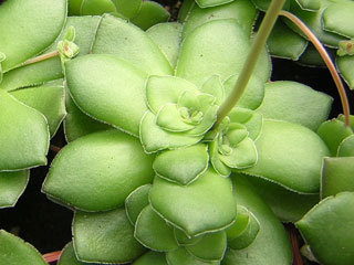 Crassula orbicularis   - Pot  5 cm