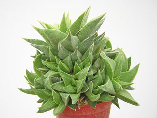Haworthia 'Manda's Hybrid'   - Pot  6 cm