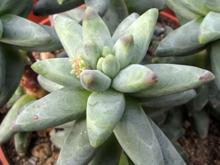 Pachyphytum 'Chiseled Stone' 