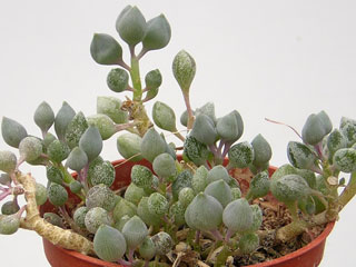 Senecio citriformis (=S. pusillus)   - Pot  5 cm