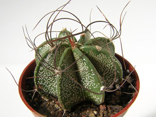 Astrophytum capricorne var. minus (=var. minor)   - Pot  6 cm