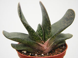 Gasteria brachyphylla var. bayeri   - Pot 10 cm