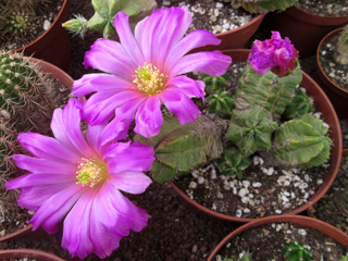 Echinocereus viereckii ssp. morricalii   - Pot  5 cm