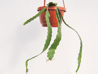 Lepismium houlletianum (=Rhipsalis houlletiana)   - Pot  8 cm