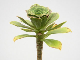 Aeonium arboreum  var. holochrysum 