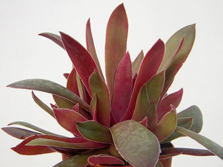 Crassula rosularis   - Pot  6 cm