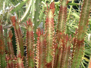 Euphorbia trigona 'Rubra' 