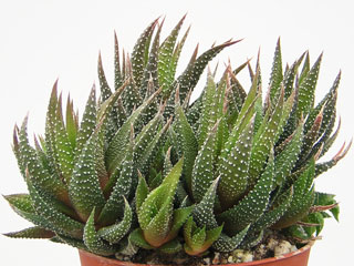 Haworthia attenuata    (forme compacte)   - Pot  6 cm