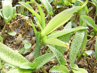 Scilla pauciflora (=Ledebouria pauciflora) 