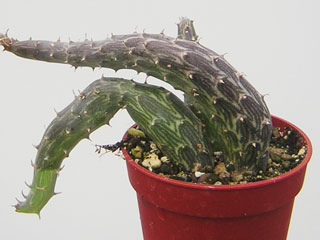 Senecio pendulus 