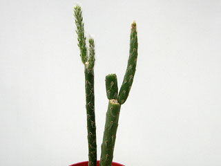 Tacinga funalis   - Pot  6 cm