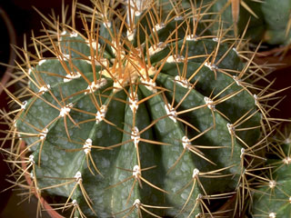 Ferocactus schwarzii   - Pot  6 cm