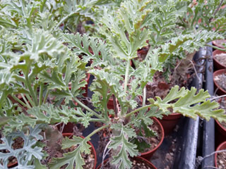 Pelargonium laxum   - Pot  6 cm