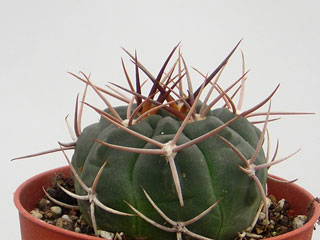 Gymnocalycium tillianum WR227   - Pot  5 cm