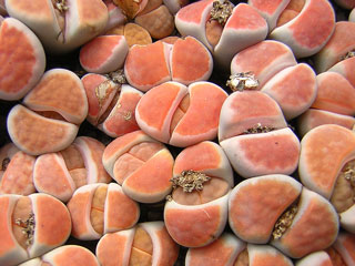 Lithops karasmontana  'Lateritia Red Top'   - Pot  5 cm