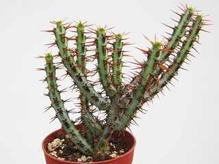 Euphorbia aeruginosa, jeune plante
