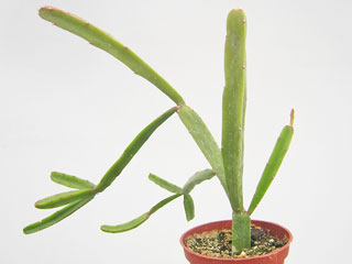 Rhipsalis cereoides   - Pot  8 cm
