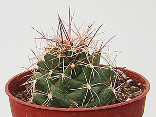 Coryphantha macromeris 