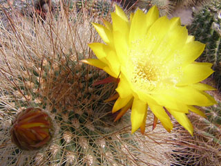 Echinopsis formosa (=Soehrensia formosa) 