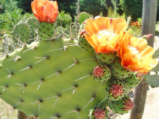 Opuntia tomentella   - H 30-40 cm