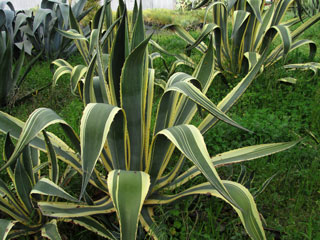 Agave americana 'Picta'   - H 25/30 cm