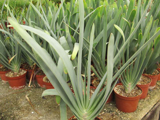 Aloe plicatilis   - Pot  6 cm