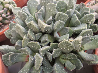 Aloinopsis setifera 