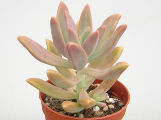 Graptosedum 'Darley Sunshine' 