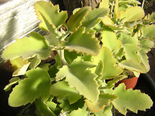 Kalanchoe 'Oak Leaf'   - Pot 10 cm