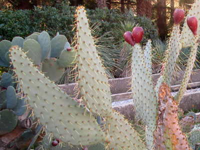Opuntia lindheimeri 'Linguiformis' (Opuntia linguiformis)   - H 50-60 cm