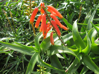 Aloe ciliaris   - Touffe H 40 cm