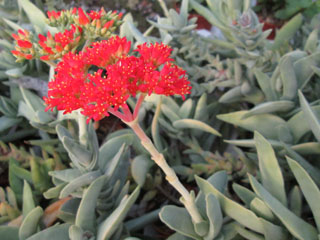 Crassula perfoliata var. minor en fleurs