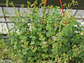 Crassula cordata 'Glauca' 