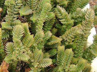 Crassula lycopodioides 'Purpusii' 