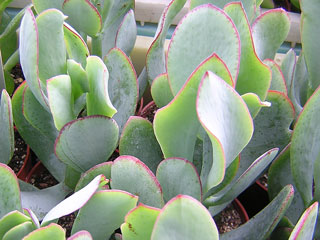 Crassula arborescens ssp. undulatifolia (=Cr. 'Blue Bird')   - Pot 10 cm