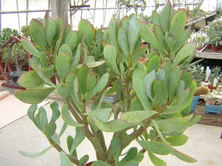 Crassula arborescens ssp. undulatifolia (=Cr. 'Blue Bird') 
