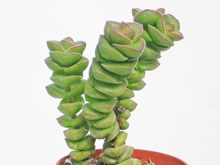 Crassula 'Jade Necklace'   - Pot  5 cm