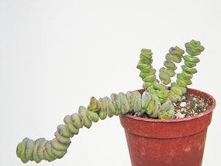 Crassula 'Baby's Necklace' 