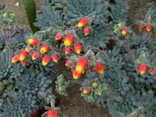 Echeveria setosa var. deminuta (=E. rundellii)   - Pot  6 cm