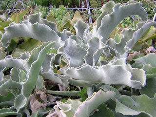 Kalanchoe beharensis forme blanche   - Pot 10 cm